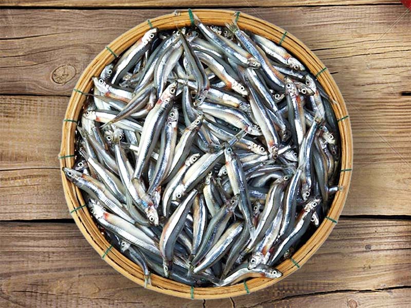 nguyên liệu cá cơm than làm nên nước mắm Phan Thiết nổi tiếng