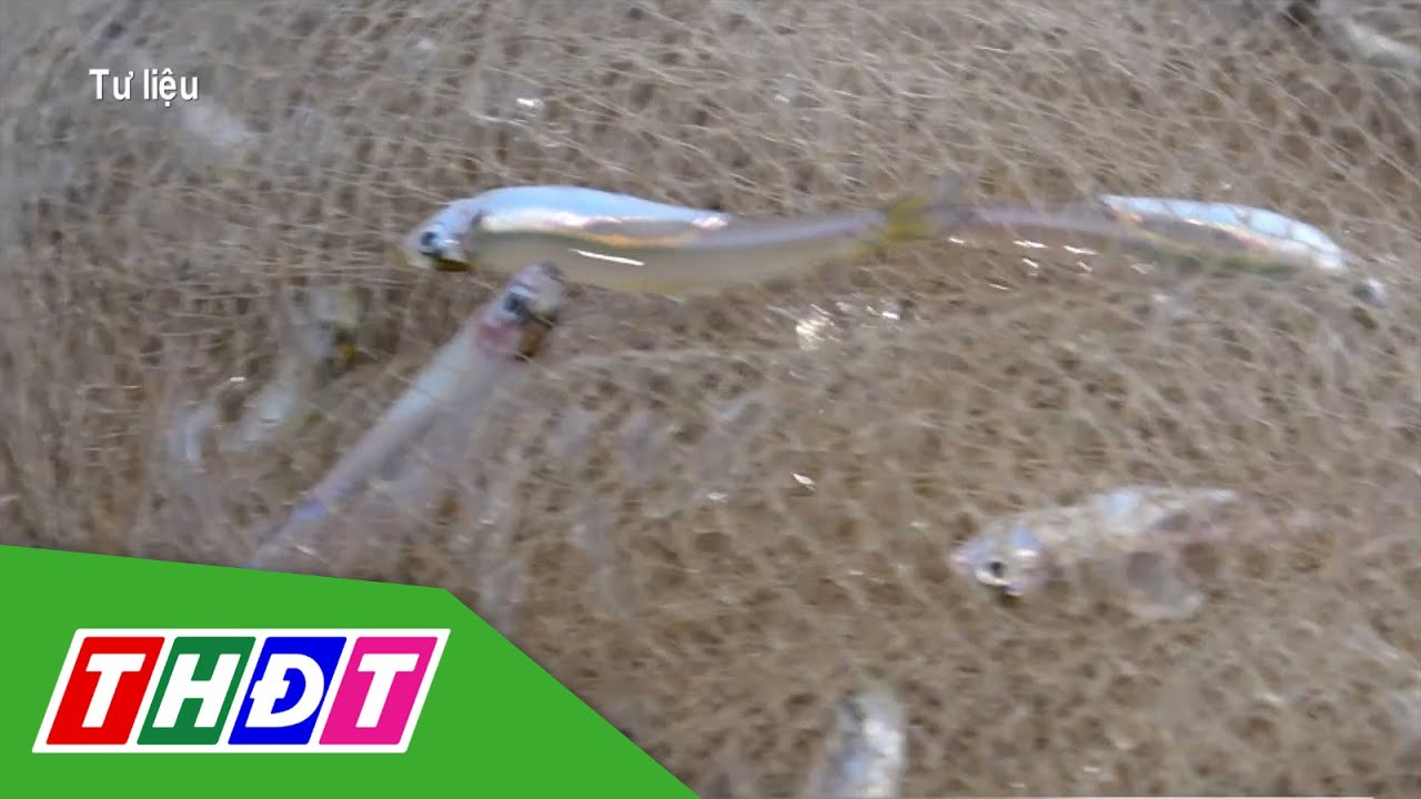 cá cơm nước ngọt